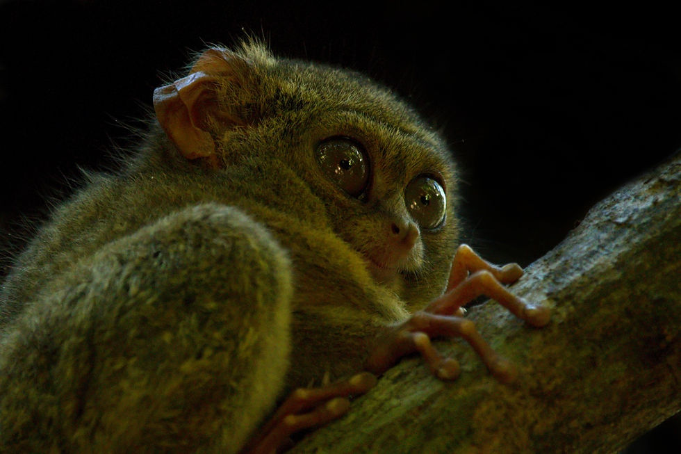 Nártoun, Spectral tarsier