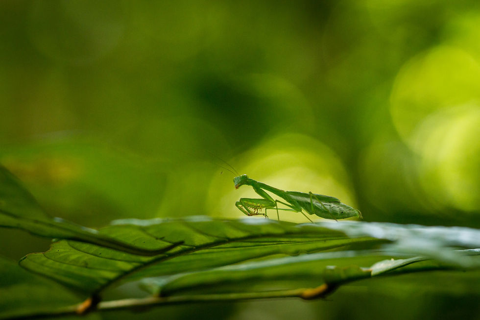 Kudlanka, mantis