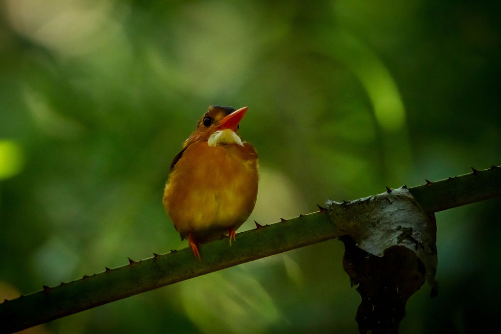 Sulawesi dwarf kingfisher