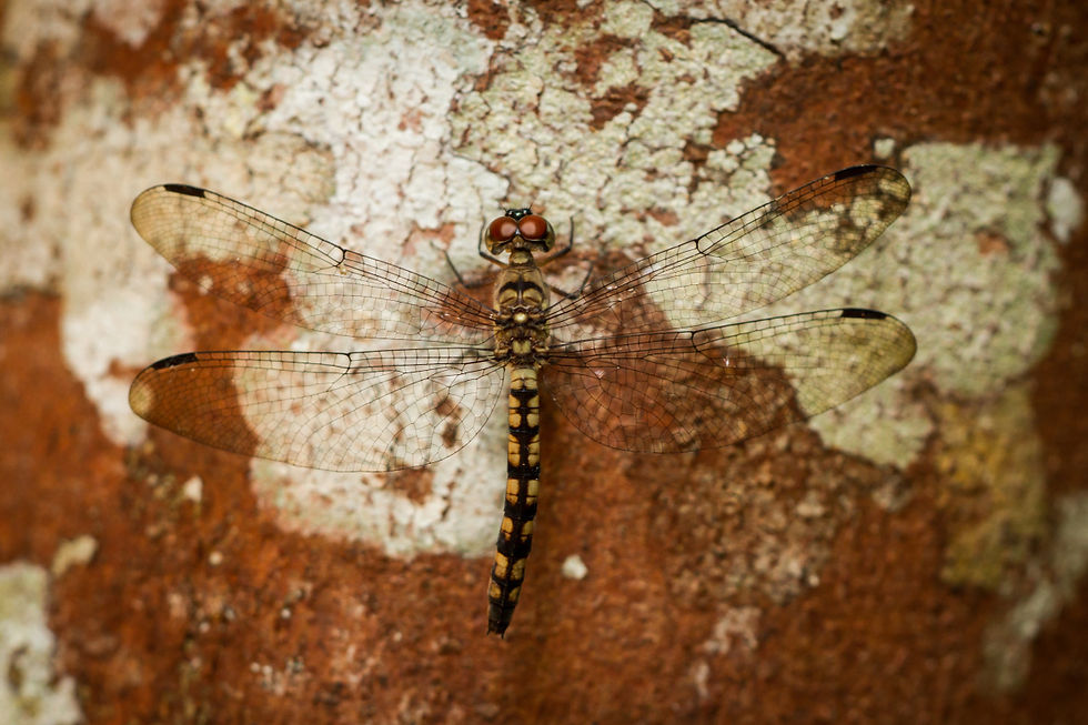 Vážka, Treehugger dragonfly
