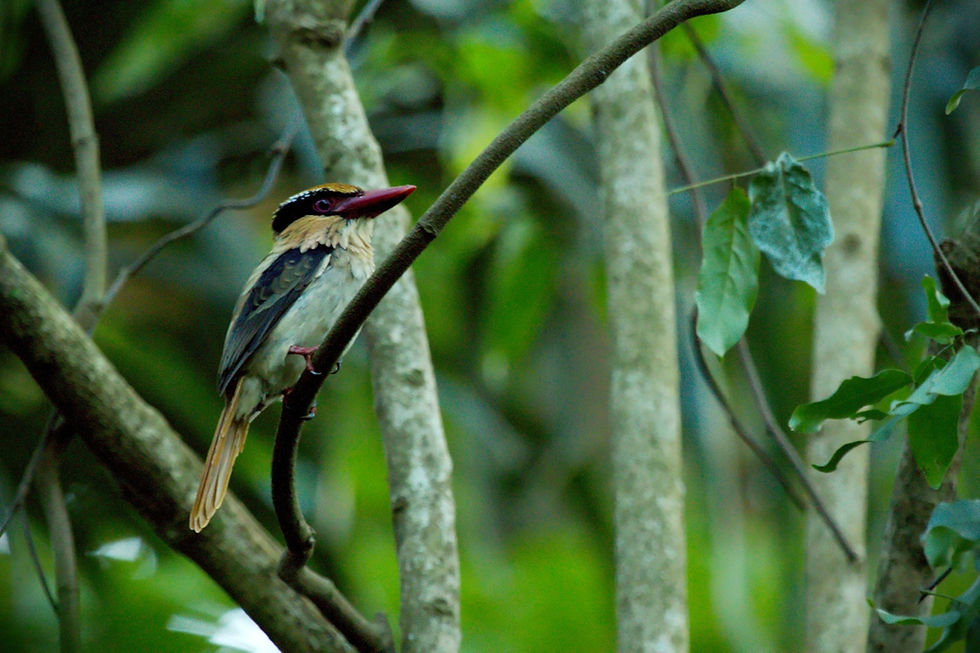 Ledňáček, Lilac-cheeked kingfisher