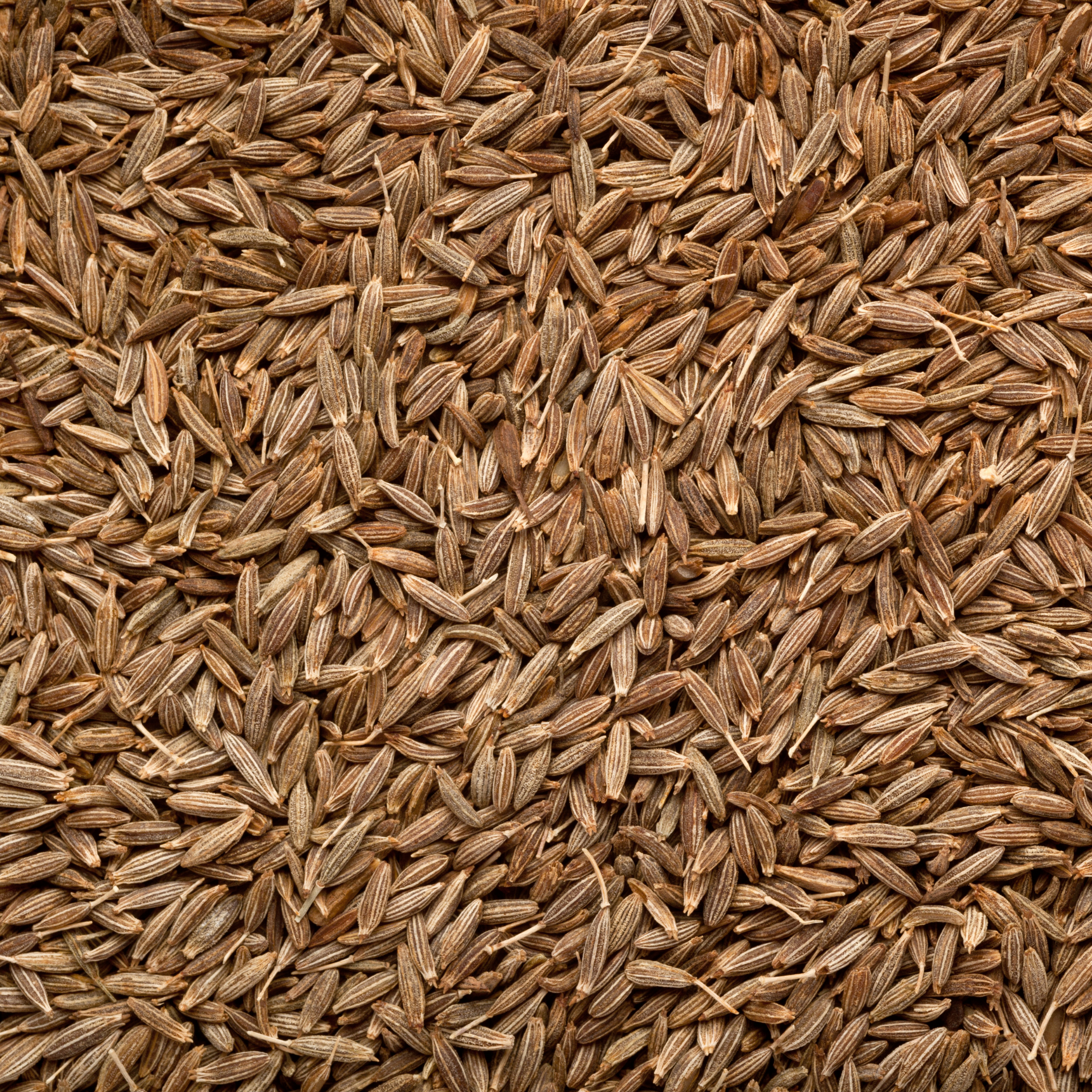 Cumin Seed