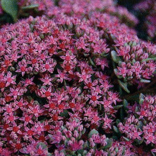 hg_fetthenne_Blumen P. Gätzi in Maur.jpeg