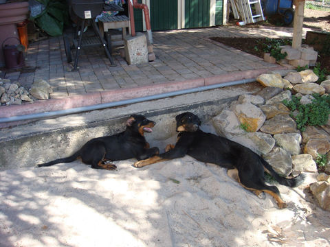 Brittas Hundetraining_4 Paws 2 Teach_image00007.jpeg