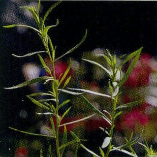 kg_estragon_Blumen P. Gätzi in Maur.jpeg