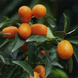 ueberw_ovalekumquat_Blumen P. Gätzi in Maur.jpeg