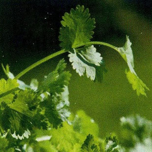 kg_koriander_Blumen P. Gätzi in Maur.jpeg