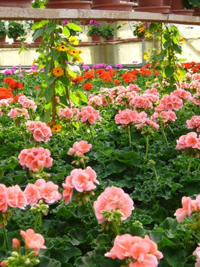Sommerflor und Treibhaus_Blumen P. Gätzi in MaurProduktion Sommerflor (2).jpg