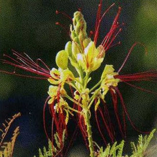 ueberw_paradiesvogelstrauch_Blumen P. Gätzi in Maur.jpeg