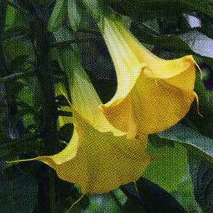 ueberw_engelstrompete_Blumen P. Gätzi in Maur.jpeg