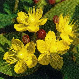 hg_johanniskraut_Blumen P. Gätzi in Maur.jpeg