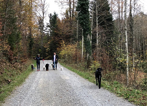 4 Paws 2 Teach - Brittas Hundetraining - Meilen, Erlenbach, Küsnacht, Zollikon