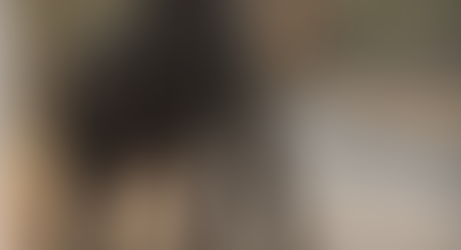 Poachers poison 14 elephants with cyanide in Zimbabwe