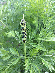A Monarch caterpillar on a carrot leaf