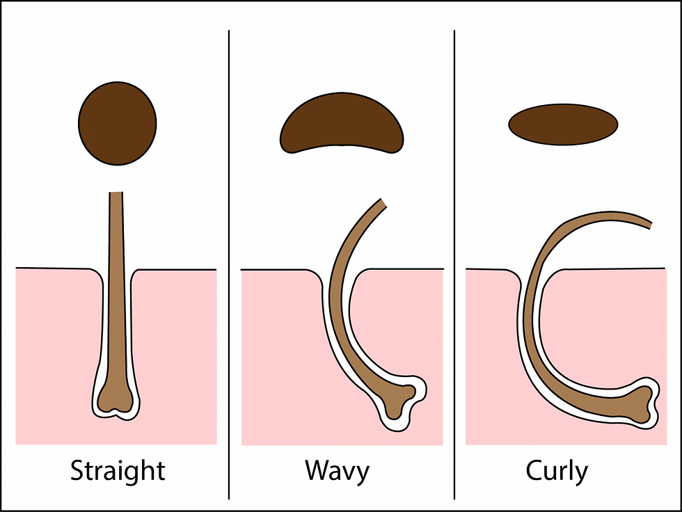 Hair Follicle's direction of growth for Straight, Wavy and Curly Hair