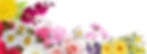 Web-page-banner-flowers-multi-coloured.jpg
