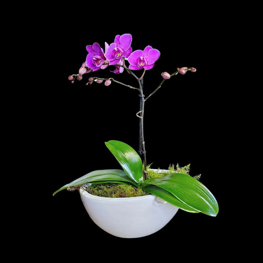 Thumbnail: Phalaenopsis-Orchid in Ceramic Pot dainty