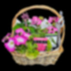 Thumbnail: Basket of Pink Spring flower seedlings