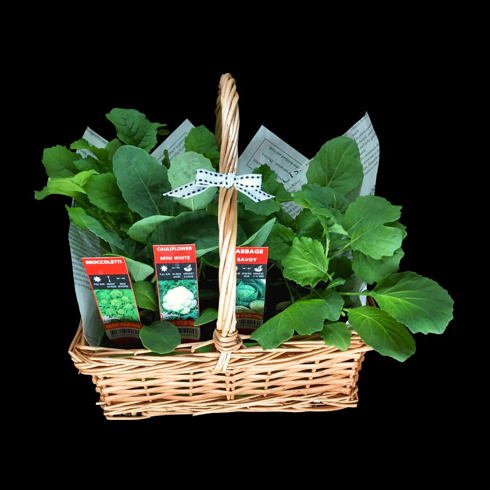 Thumbnail: Basket of vegetable seedlings
