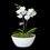 Thumbnail: Phalaenopsis-Orchid in Ceramic Pot classic white