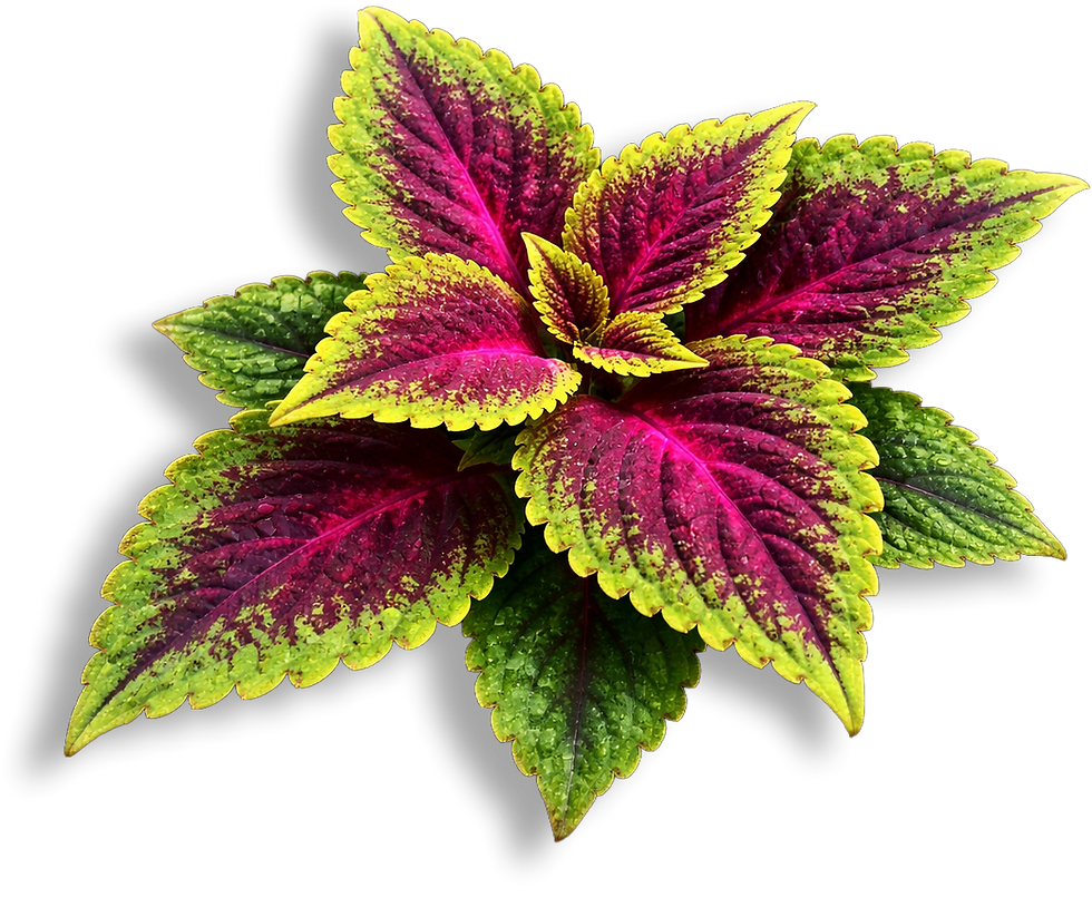 2Coleus.png