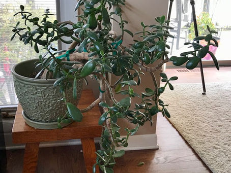 The Flopping Jade