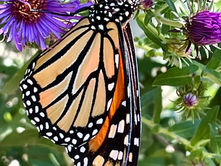 Monarch butterfly perched on purple wildflowers amid green foliage, with a soft, sunny garden background.