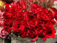 Roses and their History in Romance