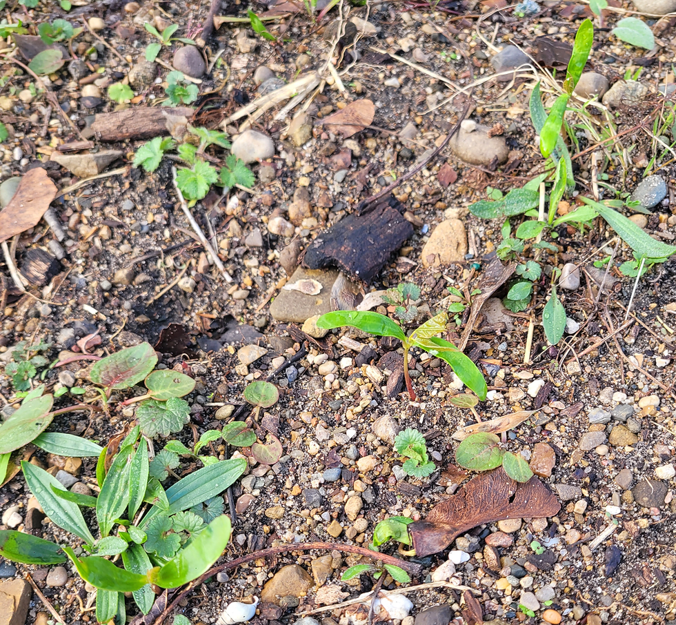 Damp gravelly soil with scattered pebbles, twigs, and small green seedlings and weeds growing among leaf litter.