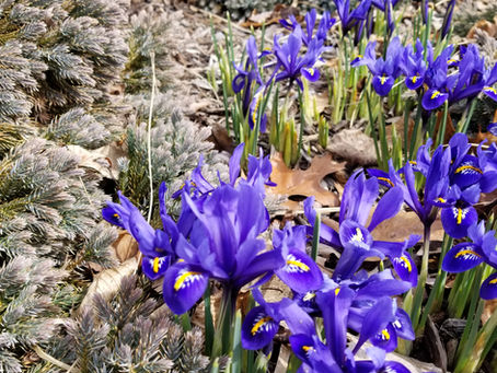 Spring has sprung?