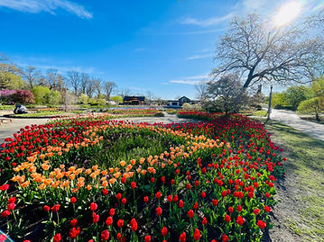 Tulip Heart in the Annual Garden