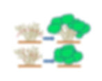 spring shrub prune diagram