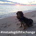 Instadog Gift Exchange