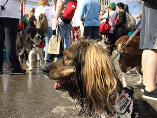 Mighty Texas Dog Walk & BarkHappy Meetup