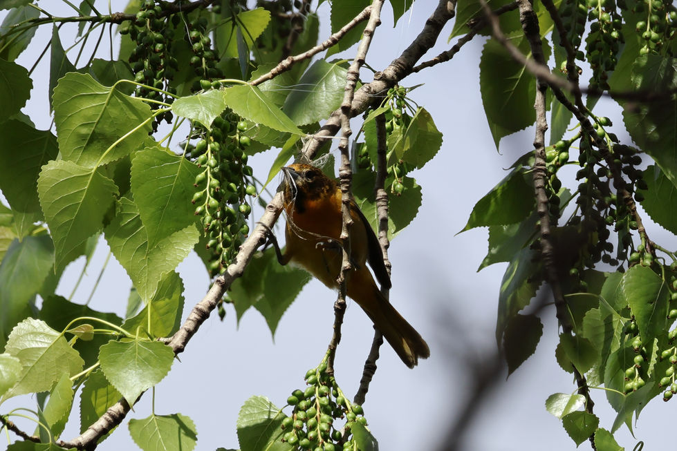 Baltimore Oriole (Icterus galbula)