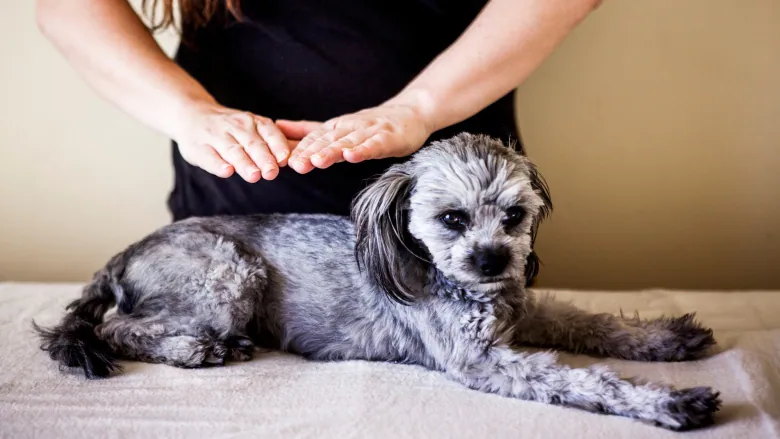 Dog getting Reiki Treatment