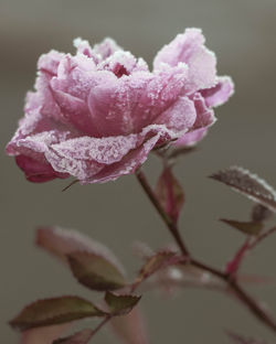 Rose-8227