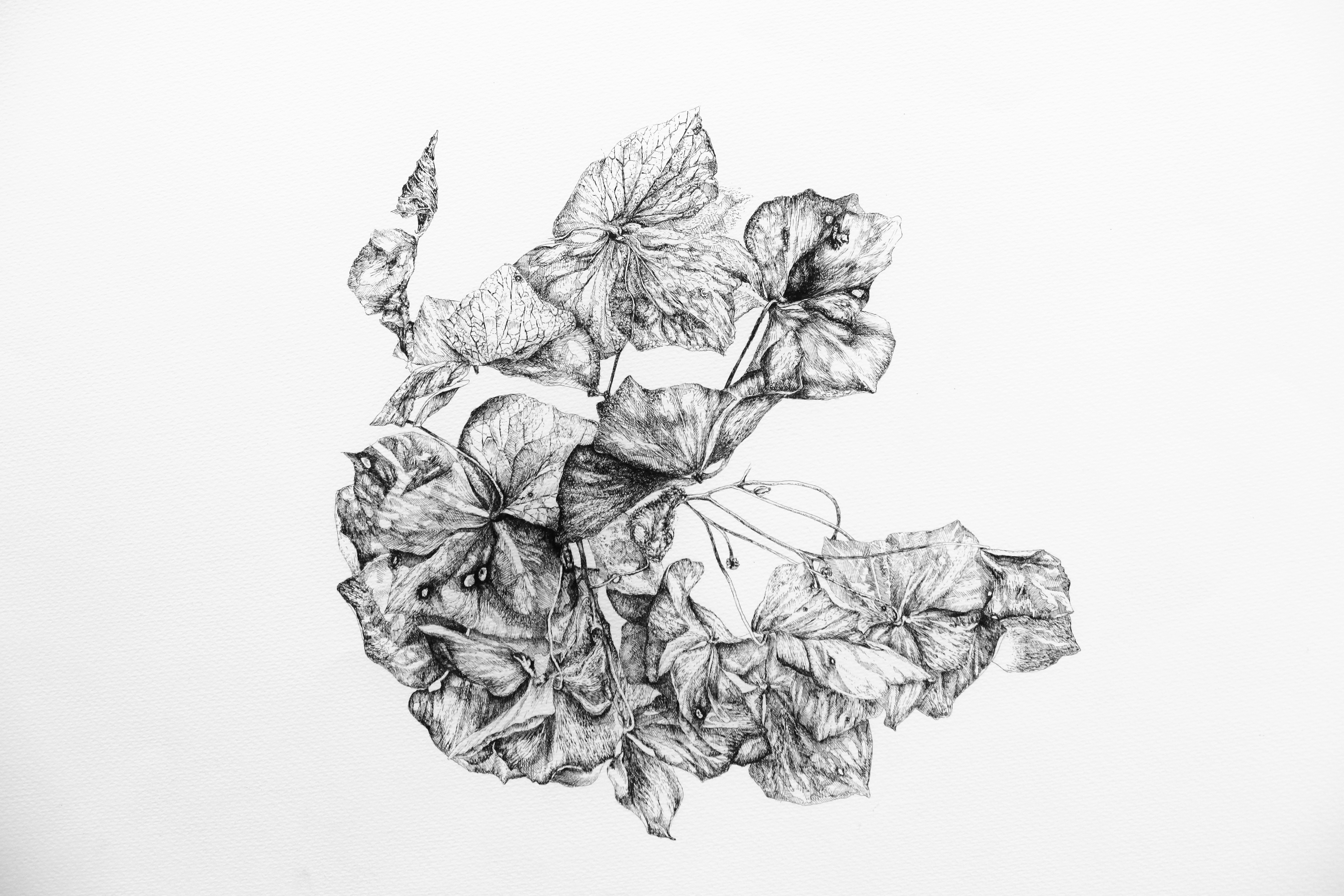 Hydrangea 2015