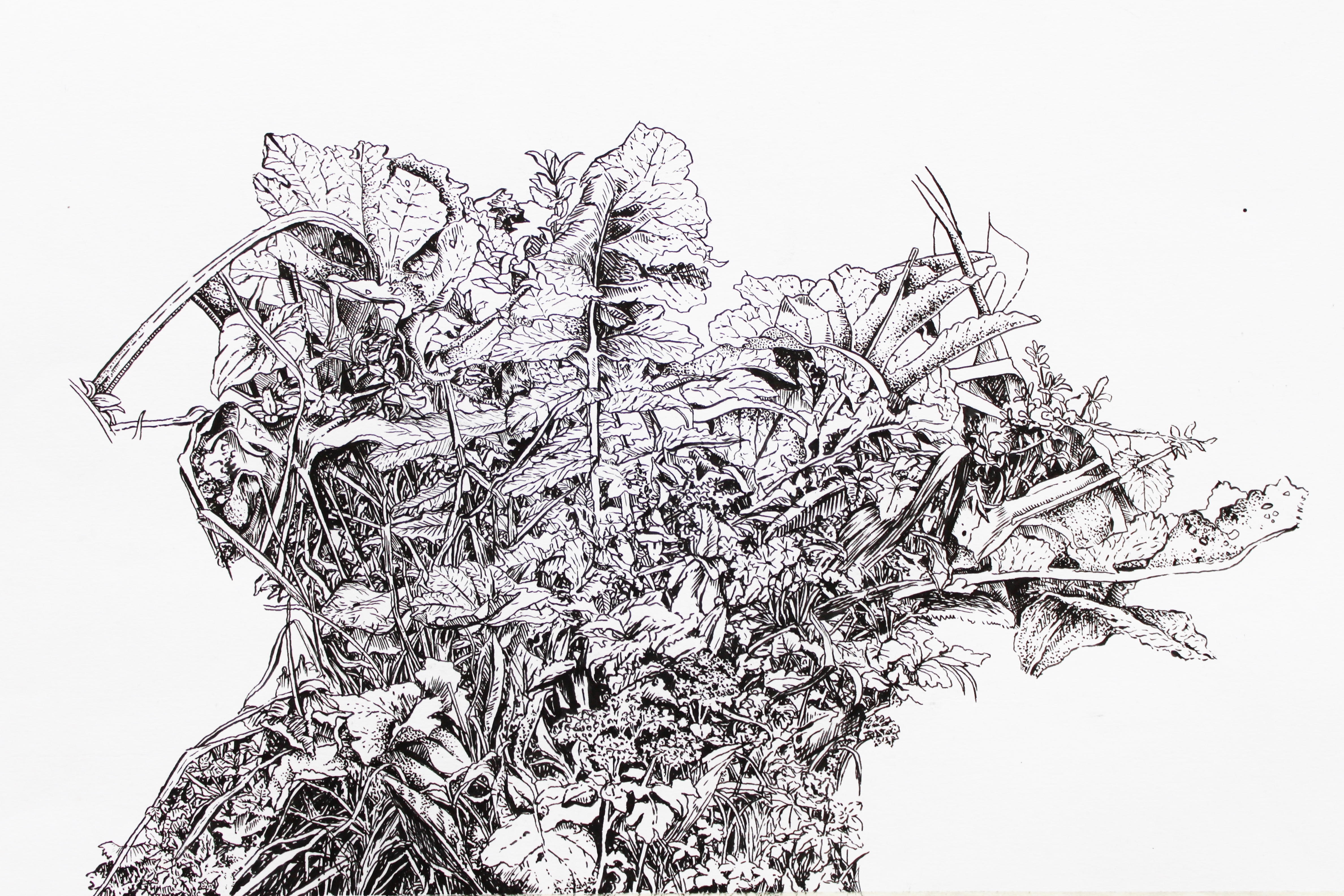 Foliage Study 2015