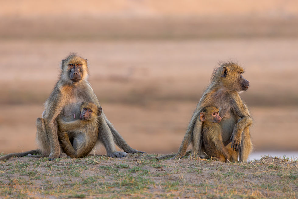 Baboons
