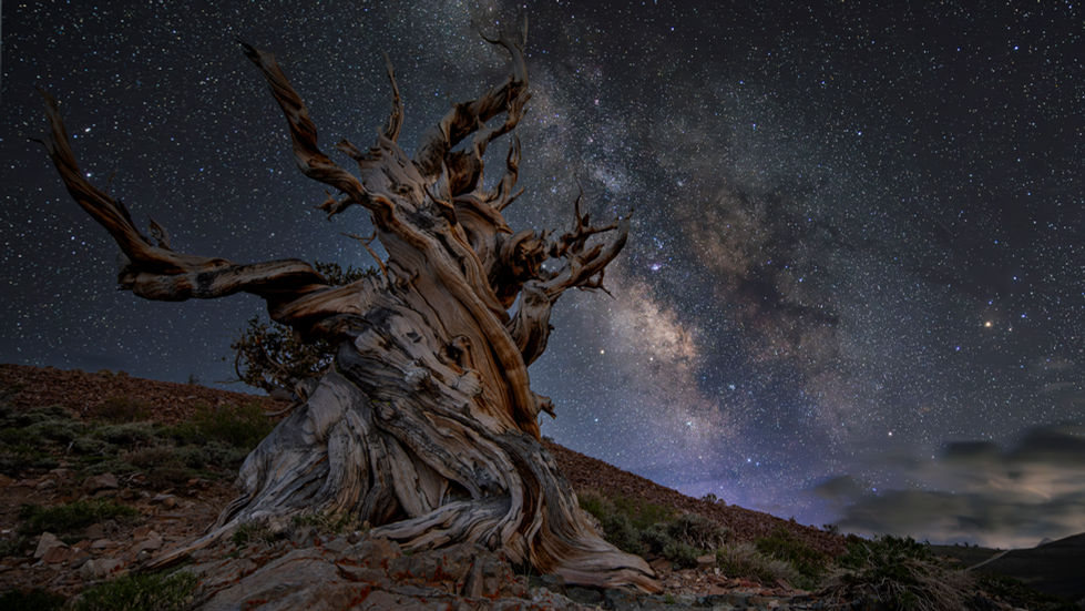 Bristlecone Pine Forest 1