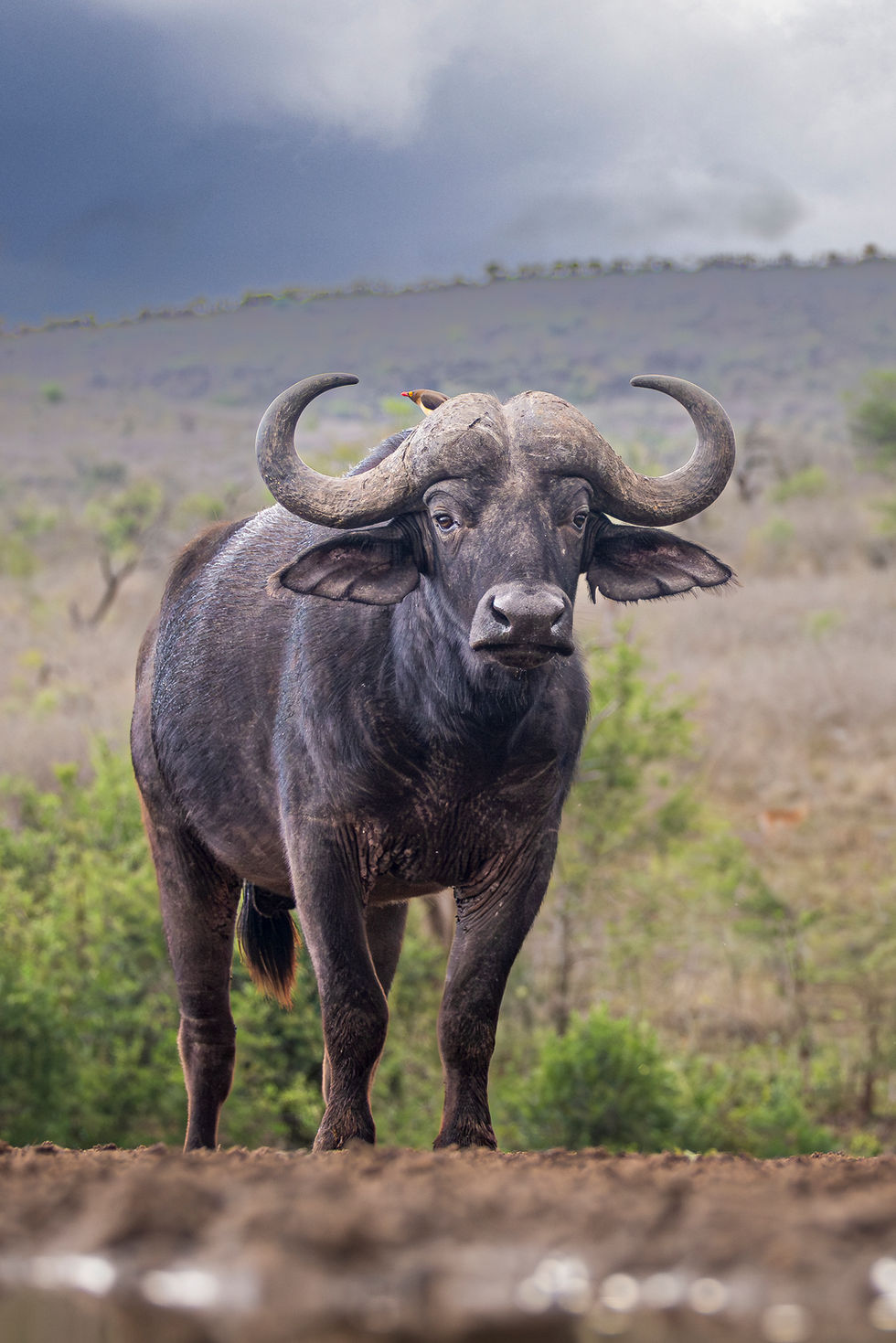 Cape buffalo ~ Vertical