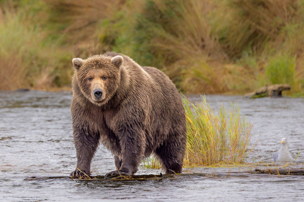 Brooks Falls Bear