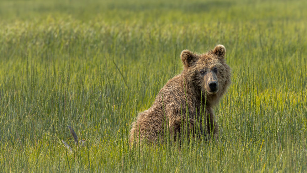 Bear ~ Alaska