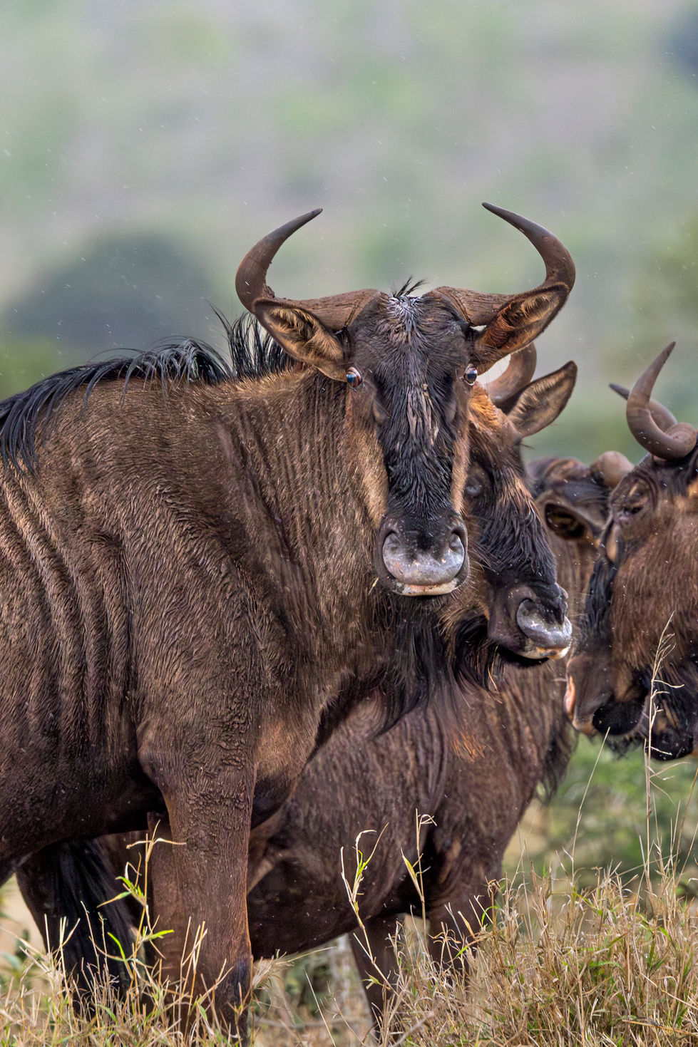 Wildebeest ~ Vertical