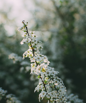 Fleurs blanches