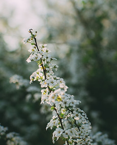 White Flowers