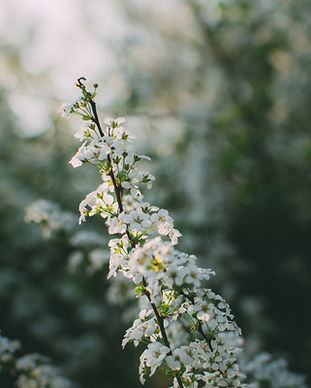 Flores blancas