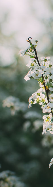 White Flowers