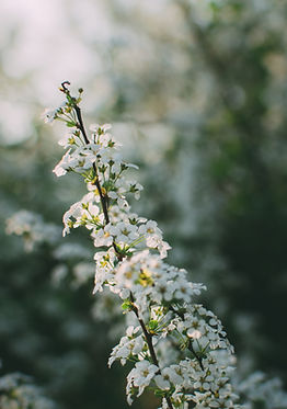 White Flowers